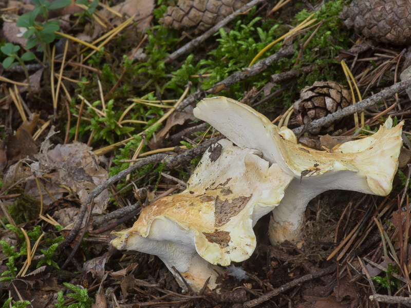 Albatrellus subrubescens